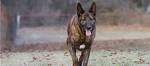 Dutch Shepherd Puppies for Sale - Dutch Shepherds ...