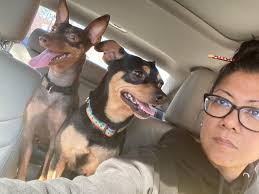 Waiting impatiently for her pup cup. She has this Starbucks so well trained  they now come round front to pet her and give her the cup themselves. Great  bunch of people.