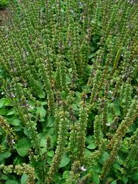 Image result for Ocimum lamiifolium