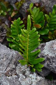 Image result for Polypodiaceae