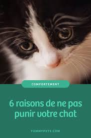 6 Raisons De Ne Pas Punir Mon Chat En 2020 Chat Comportement Chat Punir