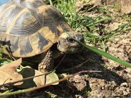 Schildkroete Urlaub Schildkrotengehege Landschildkroten Schildkrote