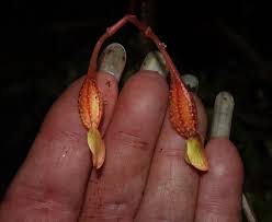 Image result for Begonia oxyloba