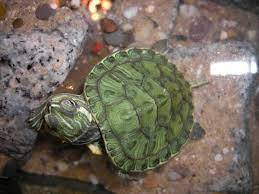 Essendo onnivori le tartarughe dovranno mangiare anche l'erba, verdure, ortaggi e pesce. Cosa Mangiano Le Tartarughe D Acqua Dolce