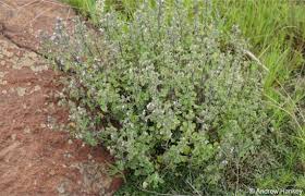 Image result for Aeollanthus suaveolens