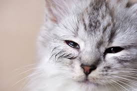 Excessive rubbing of the eye. 6 Common Eye Problems In Cats Causes Symptoms Treatment Prevention Daily Paws