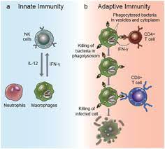 Infection Immunity Creative Diagnostics