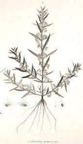 Image result for Ammannia aegyptiaca
