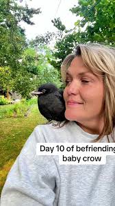 Befriending a Baby Crow: A Unique Journey