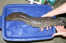 It is found in a wide range of freshwater habitats in west and middle africa, as well as the northern half of southern africa. Til That The West African Lungfish Can Survive Up To 3 5 Years Without Food Or Water It Has Been Around For 400 Million Years Their Gills Have Evolved To Obtain Oxygen
