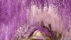 Wisteria Tunnel Kawachi Gardens Japan Ashikaga Wisteria Tree Wisteria