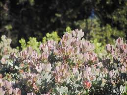 Image result for Heterotis canescens