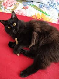 Should you let them outside? Why This Is The Best Cat Tree For Maine Coons Purr Craze