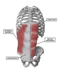 Anatomy of the human rib cage. Crossfit Lumbar Muscles Part 2