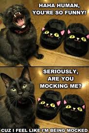 I Will Be Avenged Funny Animal Jokes Funny Cat Pictures Cute Funny Animals