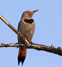 Northern Flicker Brown Bird With Red Spot On Back Of Head Common Flicker Northern Flicker Common Birds Flicker
