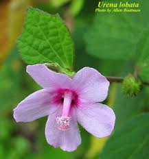 Image result for Urena