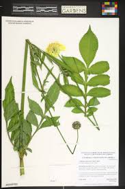 Image result for Cephalaria pungens