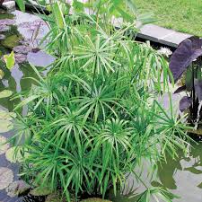 Image result for Cyperus amauropus