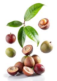 Image result for Pouteria