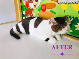 Our grooming and bathing service includes: Royal Pets Grooming Salon Spa Home Facebook