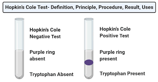 When tryptophan is present in a solution, it gives a reddish violet ring. Hopkin S Cole Test Definition Principle Procedure Result Uses