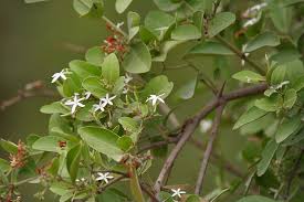 Image result for Carissa