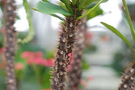 Image result for Euphorbia eranthes