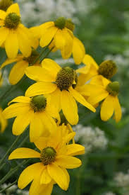 Beautiful yellow blooms beginning in late summer and continuing into early fall. North Creek Nurseries