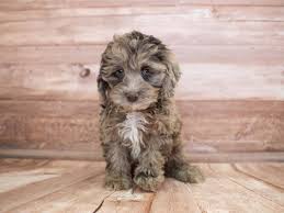 Some interesting facts about cockapoos. Cockapoo Pet City Pet Shops
