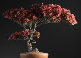 Special Bonsai 3d Model Free C4d Models