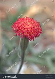 Image result for Kleinia fulgens
