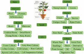 Classification Schema Followed To Categorize The Plant Part