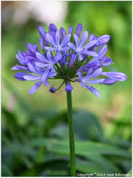 Unan Maailma Agapanthus Plants Garden