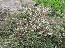 Image result for Cotoneaster microphyllus