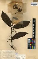 Image result for Massularia