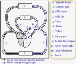 Urutan Peredaran Darah Besar Dan Peredaran Darah Kecil Sesuai Nomor Brainly Co Id