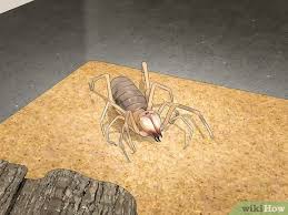 The camel spider (aka wind scorpion spider, sun spider) is mostly found in the southwest us & southern africa. 4 Ways To Care For A Camel Spider Wikihow