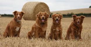 Breeders of merit are denoted by level in ascending order of: Nova Scotia Duck Tolling Retrievers Tollers