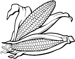 Vector art for coloring book, textile, print, poster, design. Corn Clipart Colouring Page Corn Colouring Page Transparent Free For Download On Webstockreview 2021
