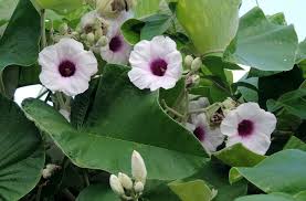 Image result for Argyreia nervosa