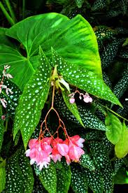Image result for Begonia