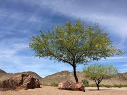 Arizona flowering bushes and trees. Types Of Desert Trees Choosing Trees For A Desert Climate