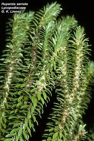 Image result for Lycopodiaceae