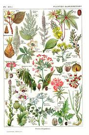 Nos plantes sont 100% cultivées en bretagne, chez notre partenaire roué pépinières. Plante Toxique Wikiwand