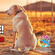 Afyon Hayvan Haklari Savunuculari Home Facebook