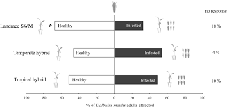 Its host range is limited to maize. Modern Maize Hybrids Have Lost Volatile Bottom Up And Top Down Control Of Dalbulus Maidis A Specialist Herbivore Springerlink