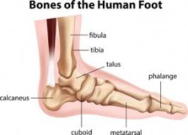 Image result for Foot Fracture