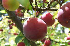 They are usually called berry bushes or 'soft fruits', because many of them are soft compared to say, an apple. Start Your Own Fruit Trees Bushes Garden Culture Magazine