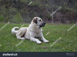 Kangal Shepherd Dog Sitting On Grass Grassland In Village Background Guardian Dog White Coat Black Nose And Ears Anatolian Shephe Dog Sitting Shepherd Dog Dogs